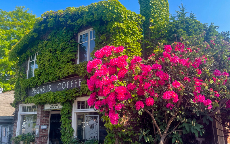 Pegasus Coffee Company & Pegasus Coffee House Together Again