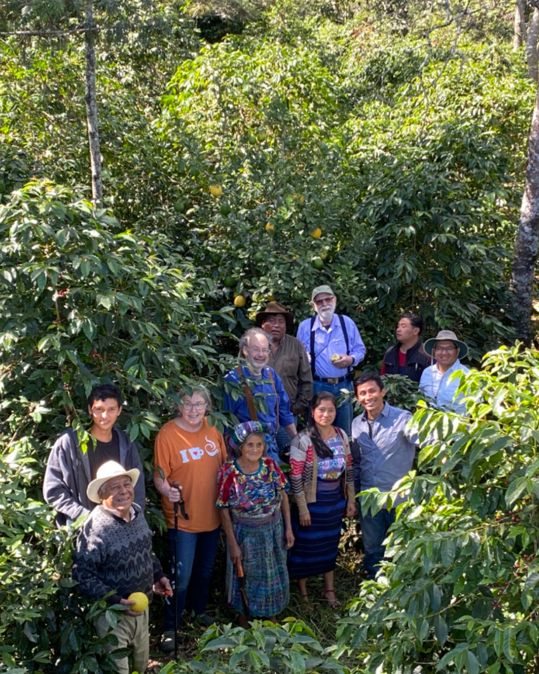 Pegasus coffee master roaster stands in the midst of coffee trees with coffee farmers