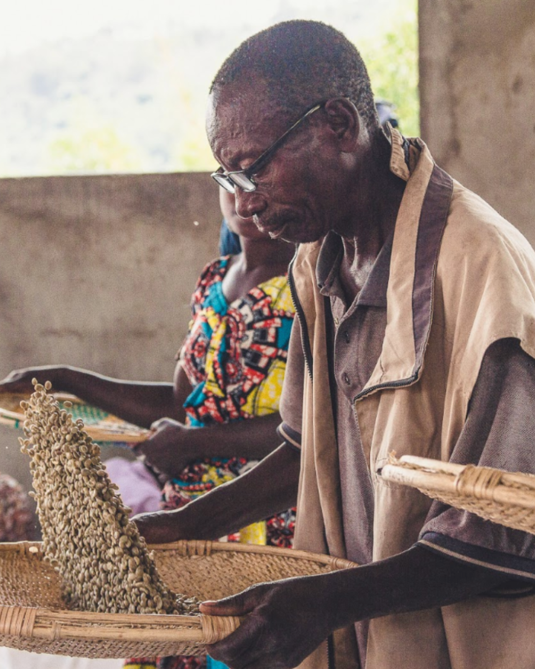 Mighty peace coffee farmers sorts through beans