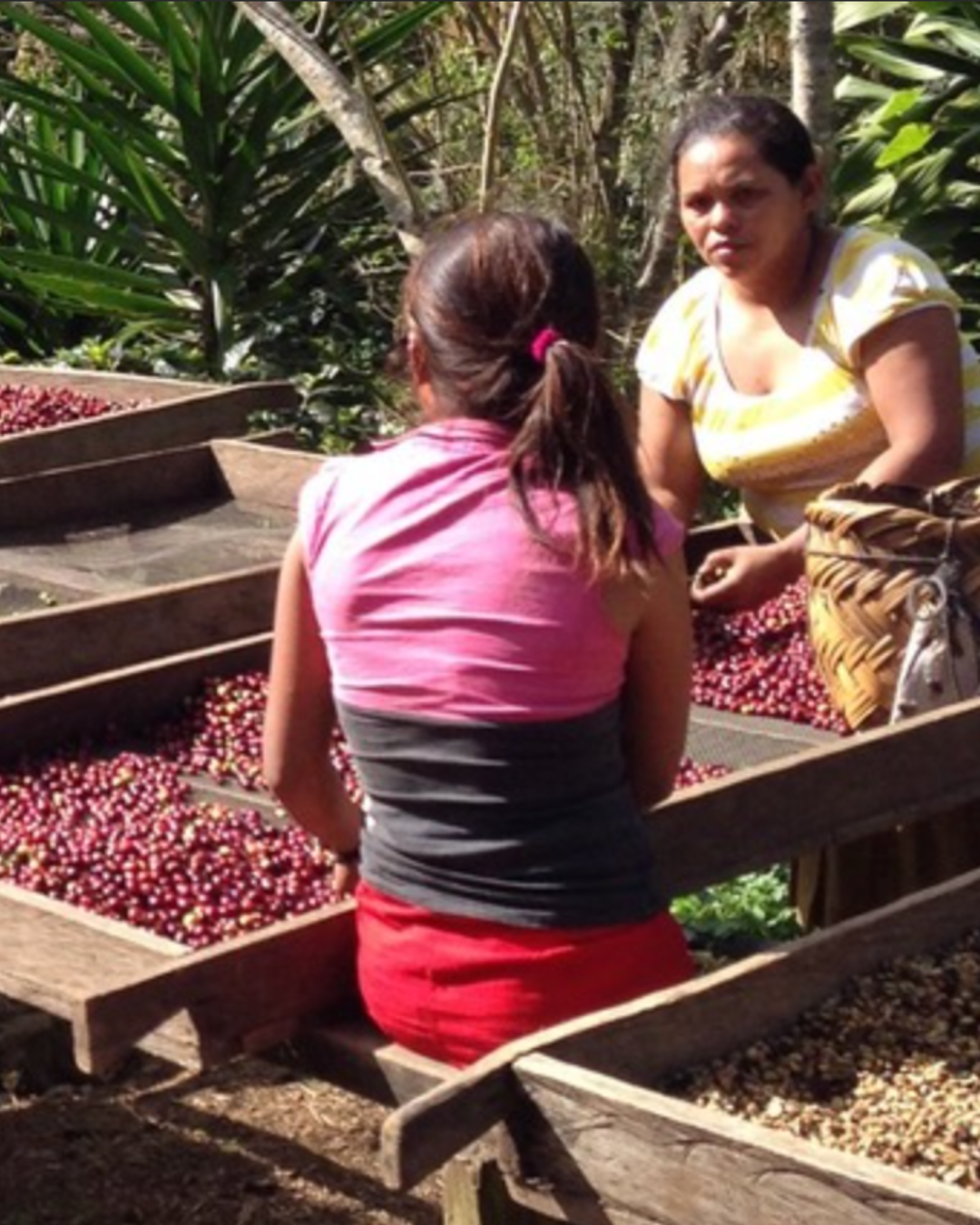 Tierra madre farmers sort through coffee